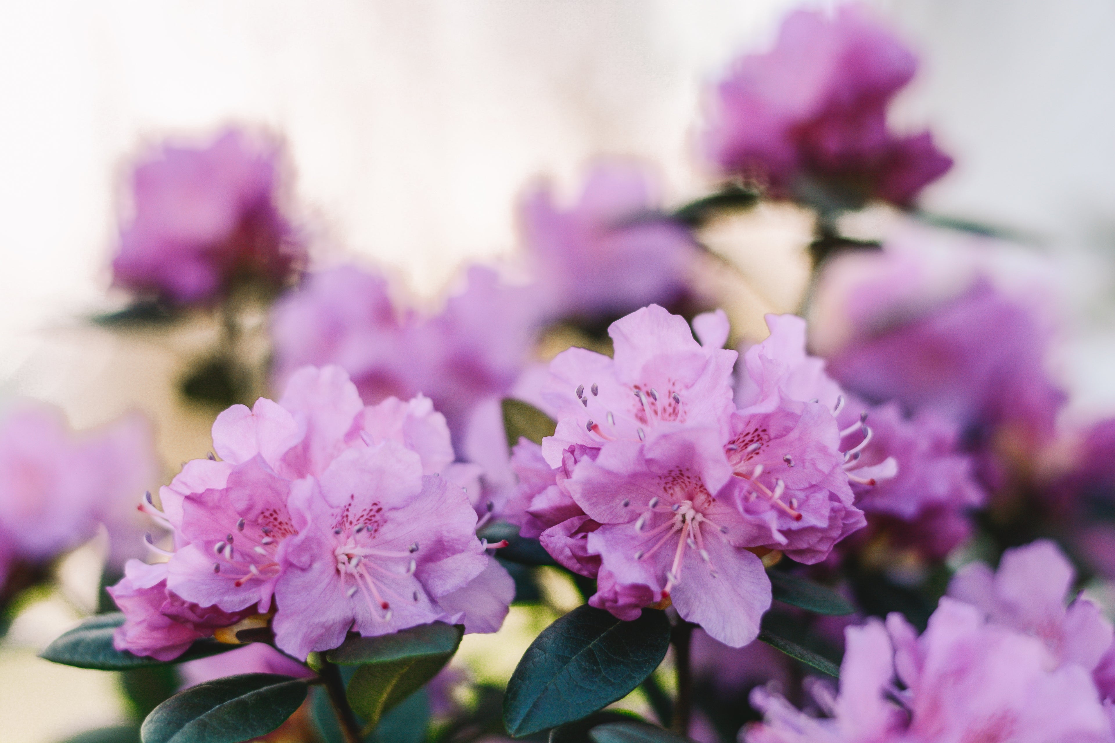 Vibrant pink rhododendron blossoms illuminated by spring sunshine.