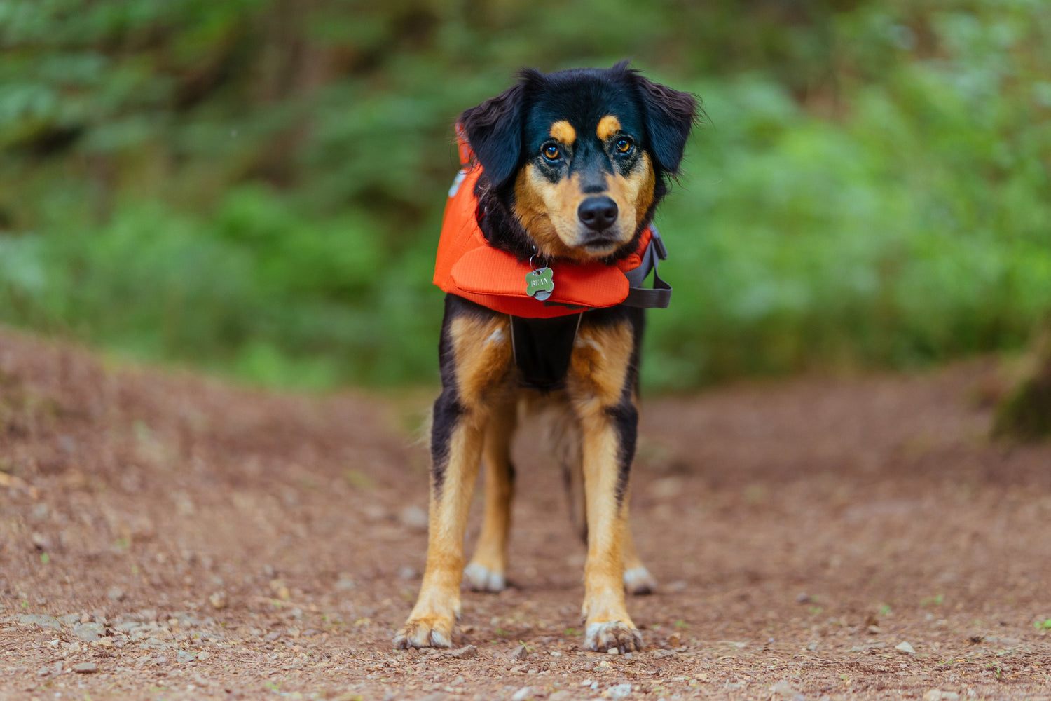 Dog wearing an orange safety vest on a hiking trail, showcasing pet supplies for outdoor adventures, safety, and comfort.